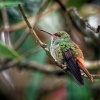 Kolibrik rezavoocasy - Amazilia tzacatl - Rufous-tailed Hummingbird o5573